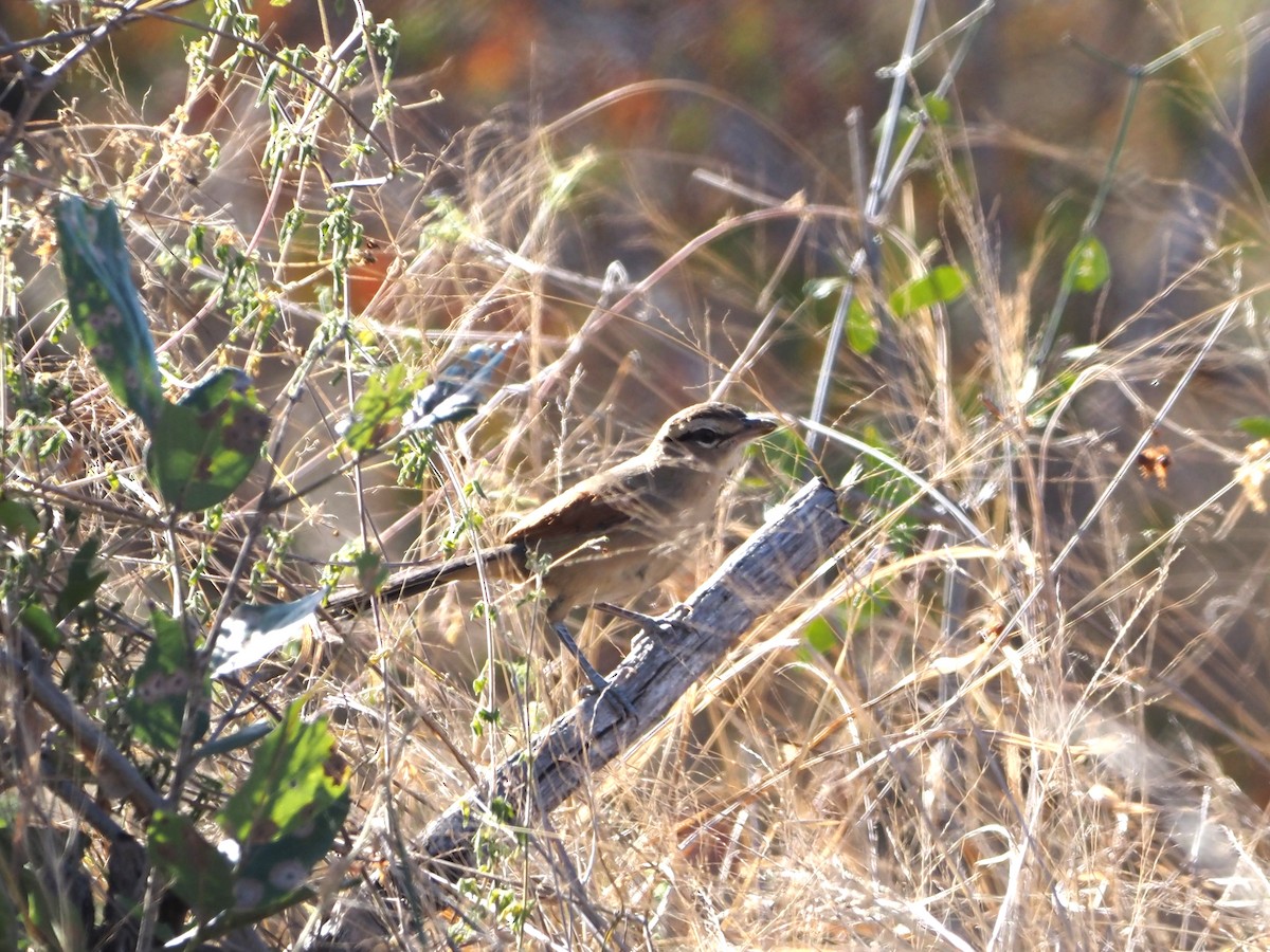 Brown-crowned Tchagra - ML638220655