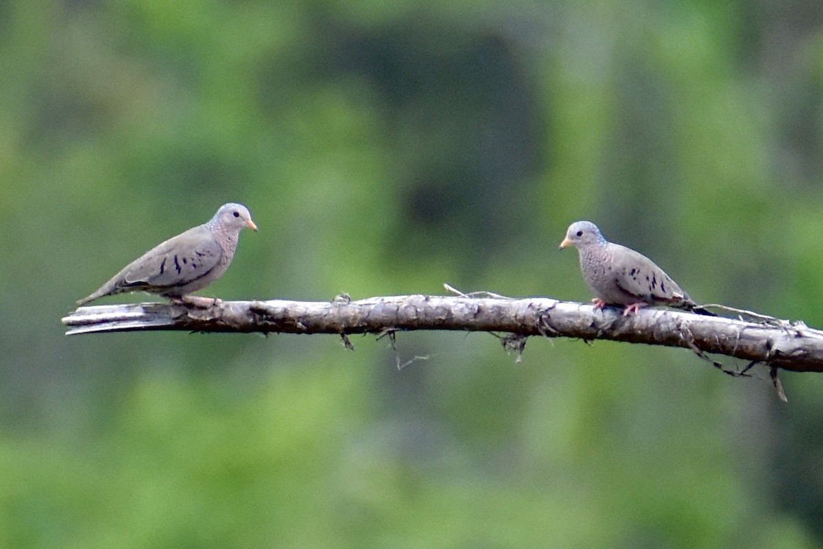 holoubek vrabčí - ML638220664