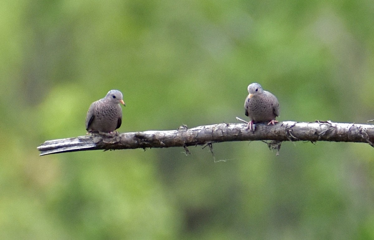 holoubek vrabčí - ML638220665