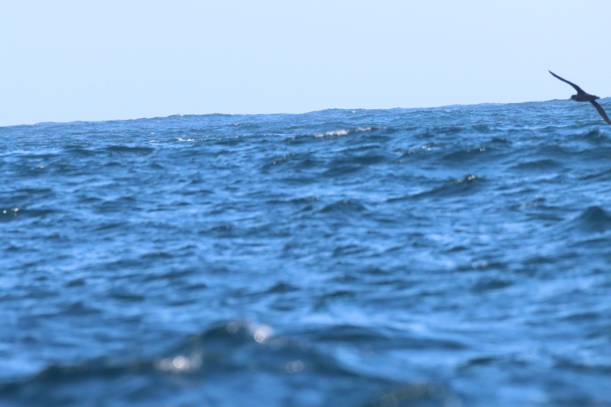 Northern Giant-Petrel - ML638220677