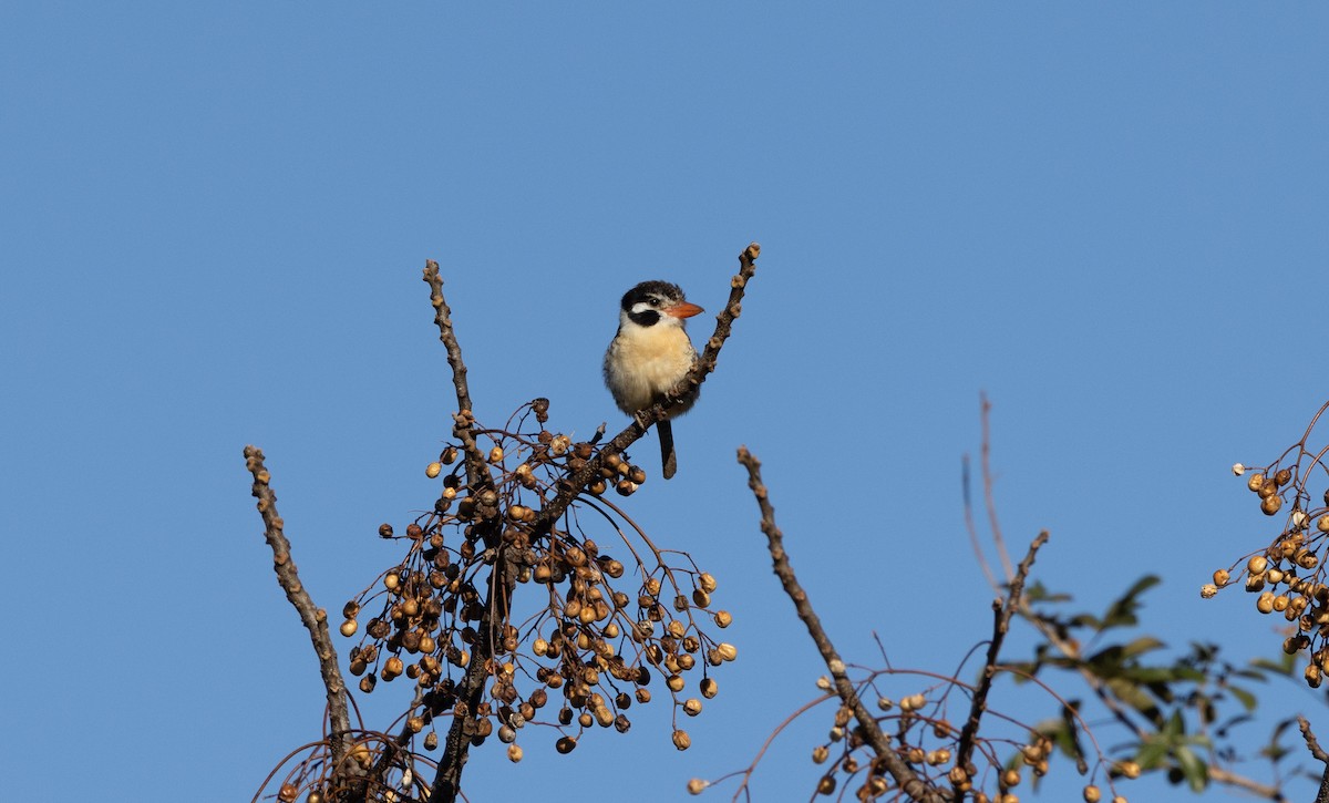 White-eared Puffbird - ML638220688