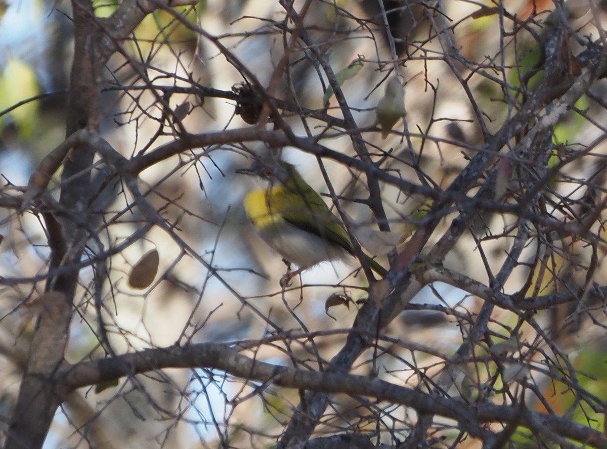 Yellow-breasted Apalis - ML638220702