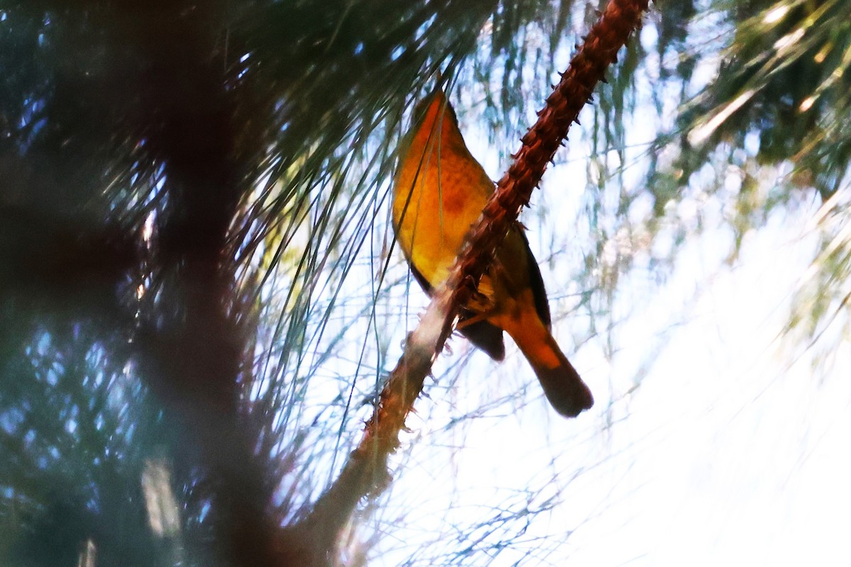 Golden Bush-Robin - ML638220704