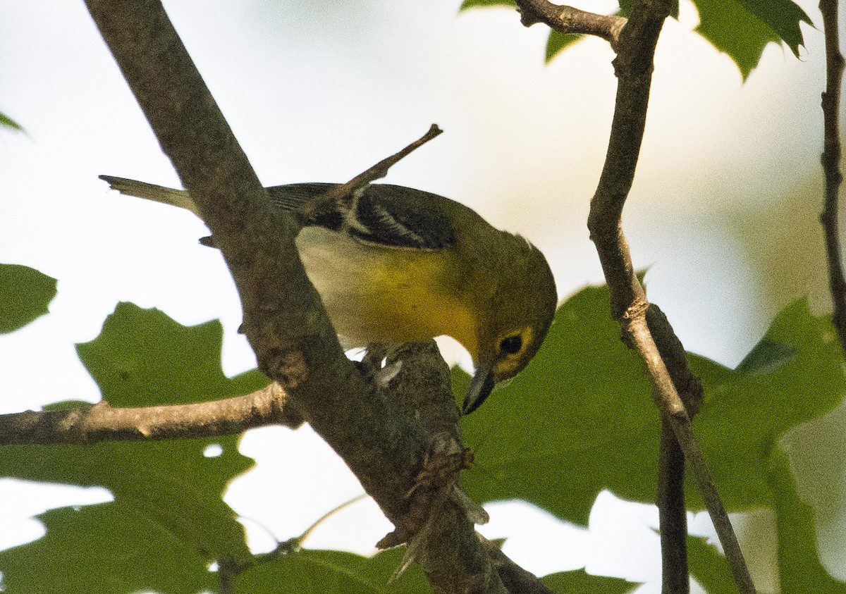Sarı Gerdanlı Vireo - ML638220714