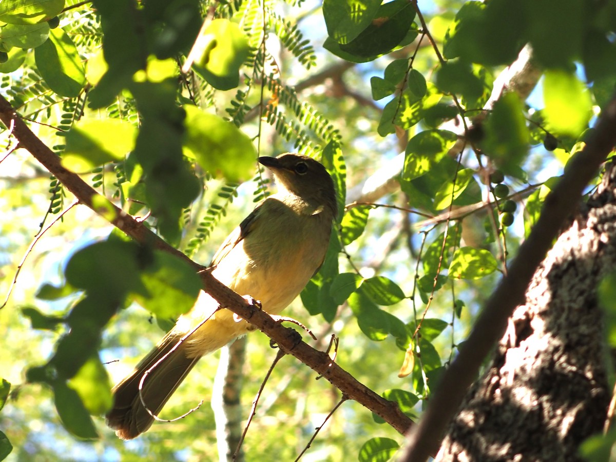 Yellow-bellied Greenbul - ML638220718