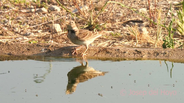 Calandra Lark - ML638220723