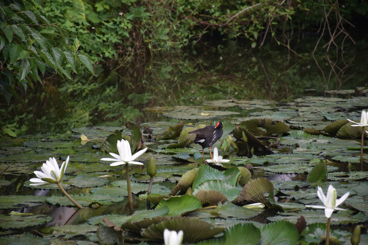 Eurasian Moorhen - ML638220730