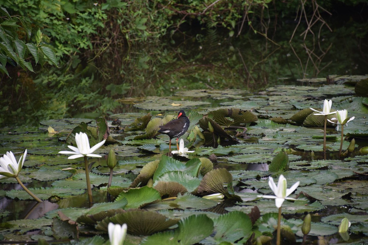 Eurasian Moorhen - ML638220731