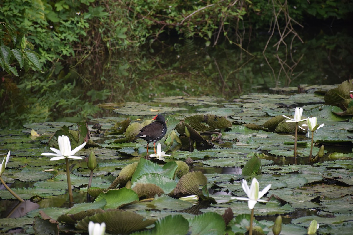 Eurasian Moorhen - ML638220732