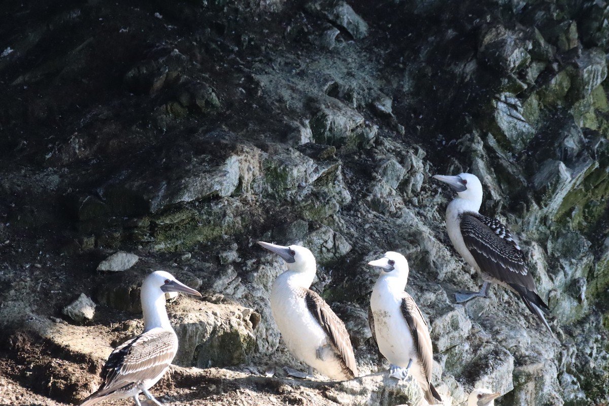 Peruvian Booby - ML638220735