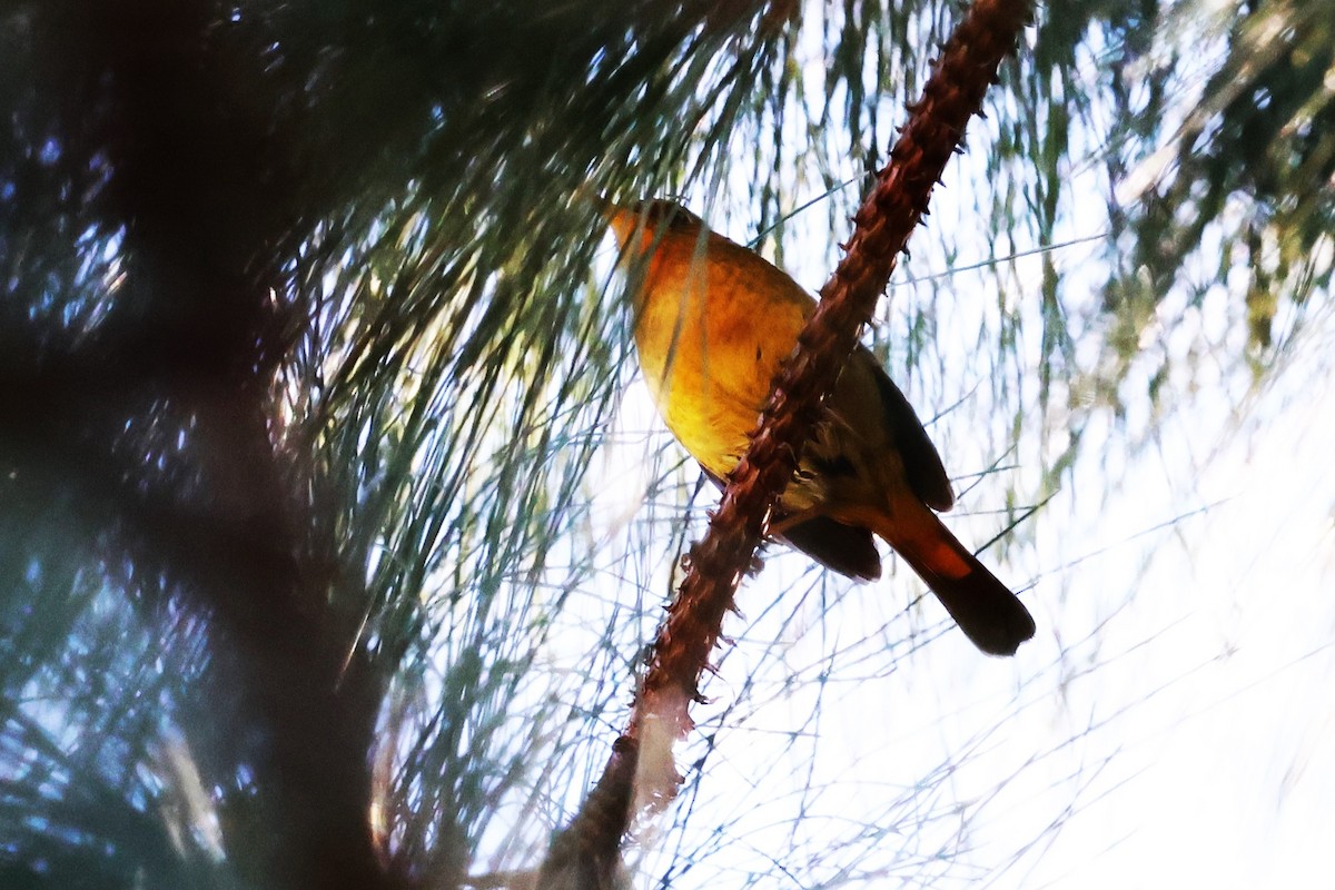 Golden Bush-Robin - ML638220748