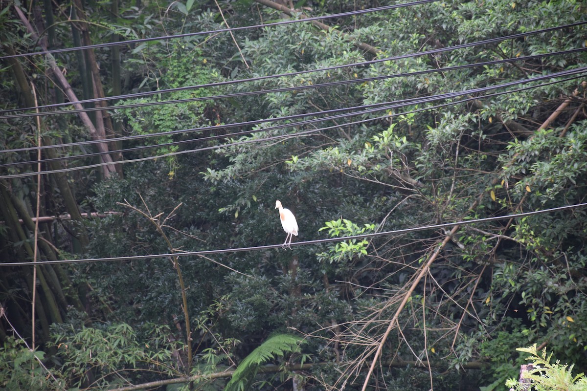 Eastern Cattle-Egret - ML638220749