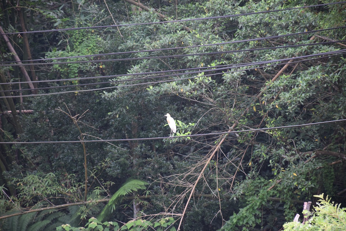 Eastern Cattle-Egret - ML638220750