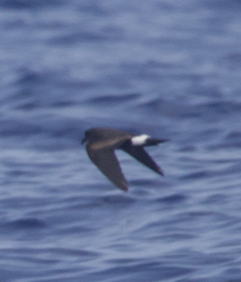 Band-rumped Storm-Petrel - ML638220753