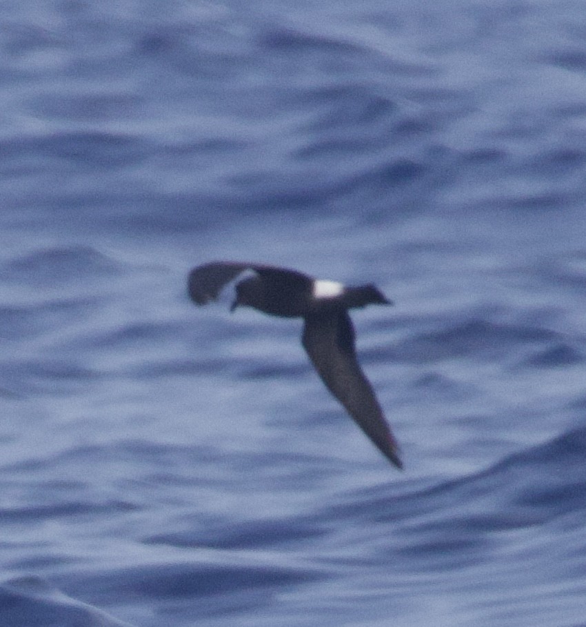 Band-rumped Storm-Petrel - ML638220755