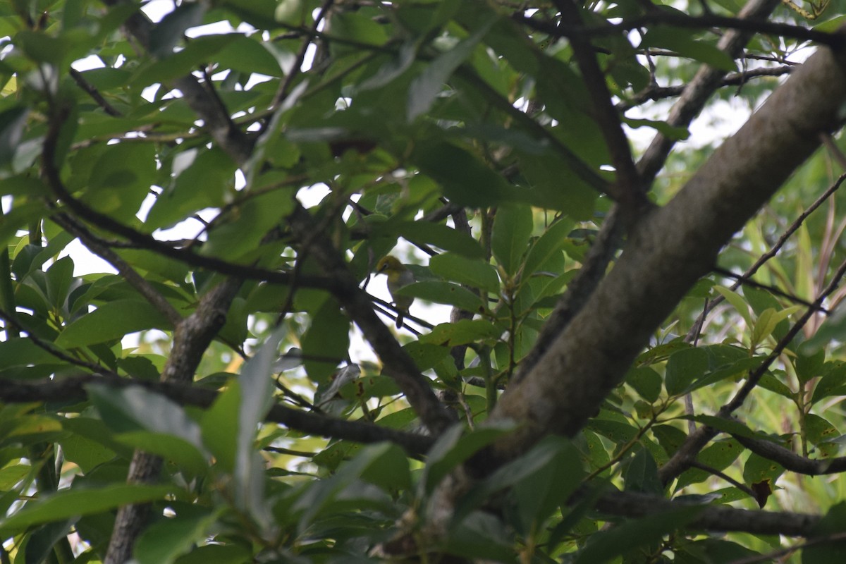 Swinhoe's White-eye - ML638220769