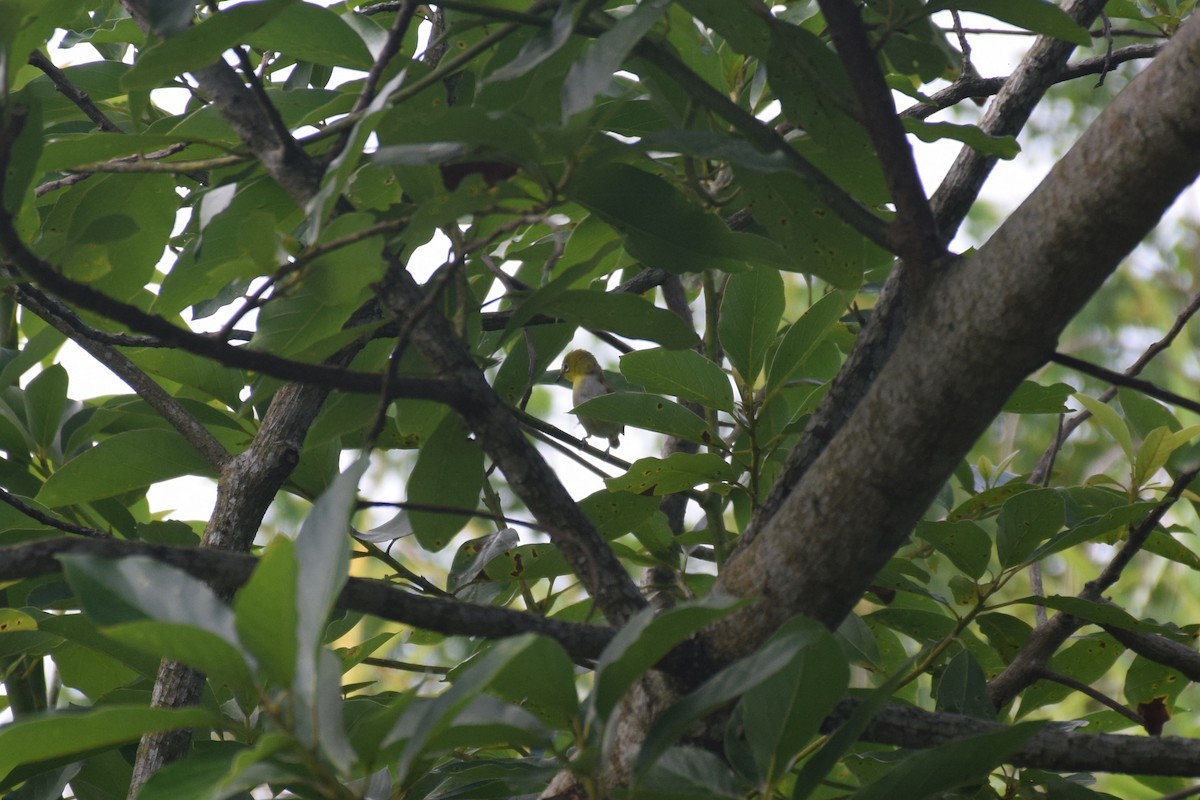 Swinhoe's White-eye - ML638220770