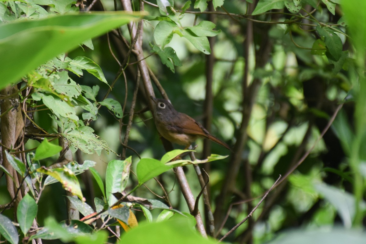 Morrison's Fulvetta - ML638220785