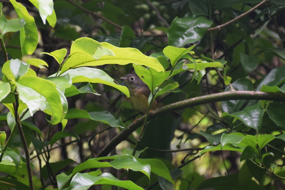Morrison's Fulvetta - ML638220787