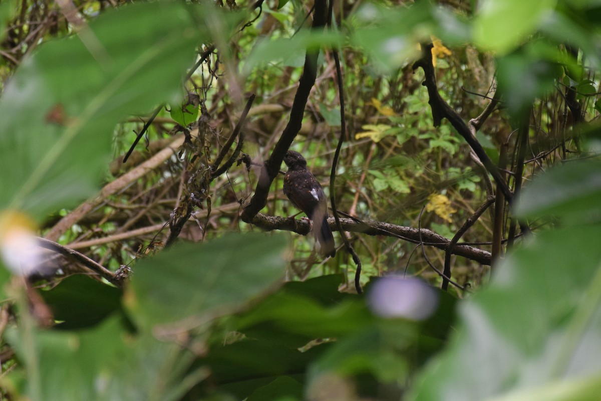 White-rumped Shama - ML638220795