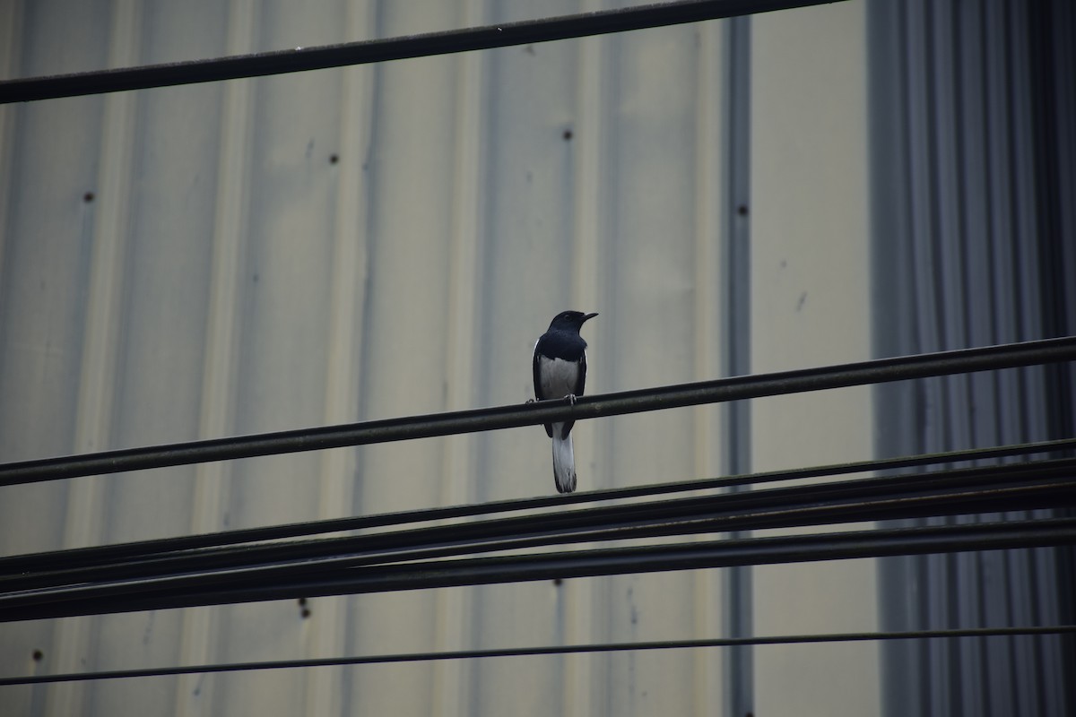 Oriental Magpie-Robin - ML638220808