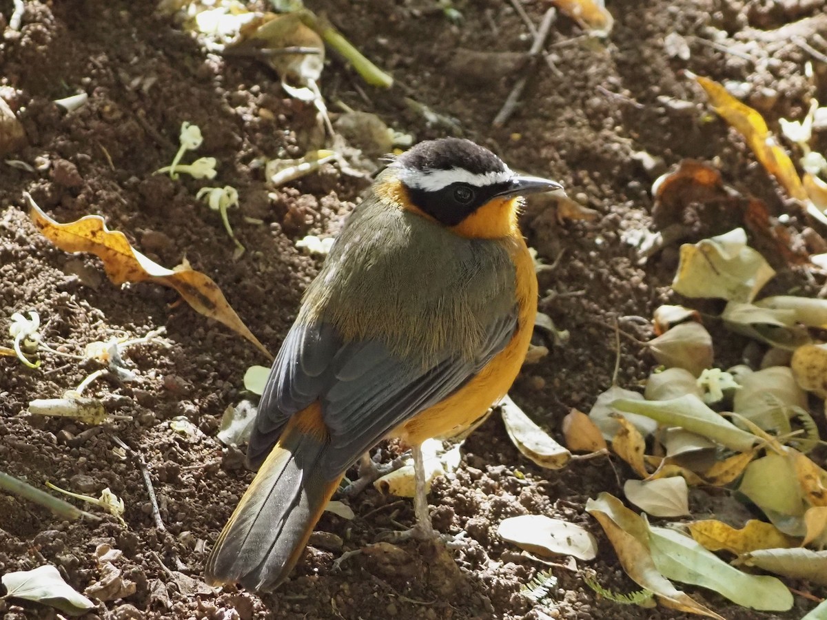 White-browed Robin-Chat - ML638220816