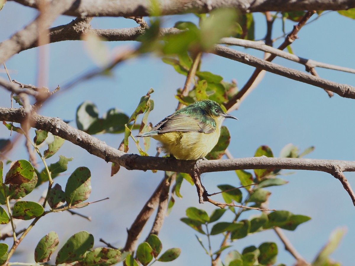 Collared Sunbird - ML638220822
