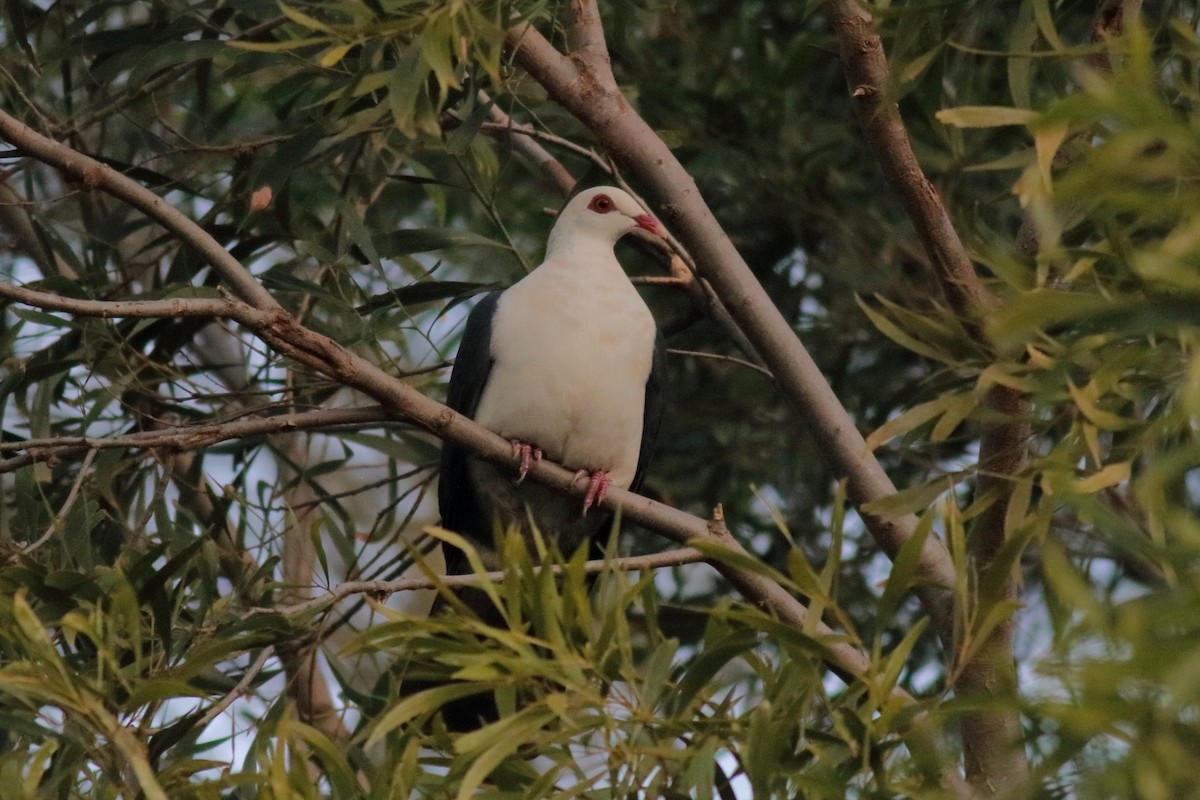 White-headed Pigeon - ML638220823