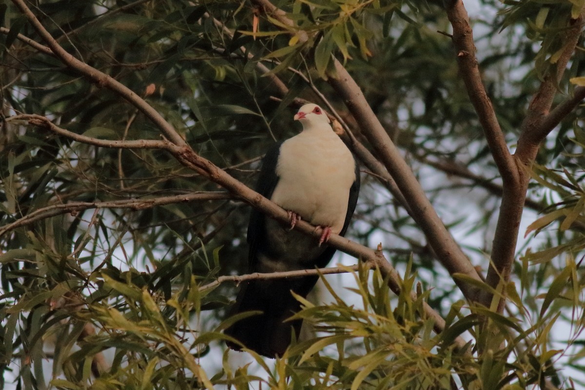 White-headed Pigeon - ML638220824