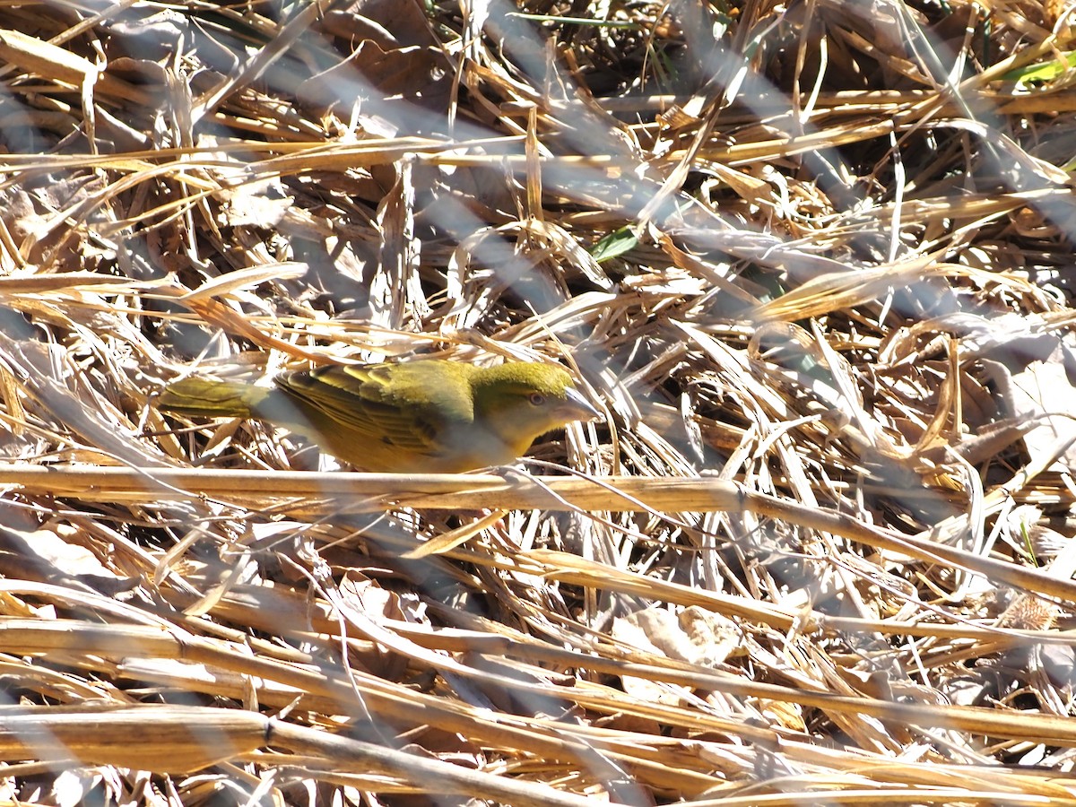 Holub's Golden-Weaver - ML638220828