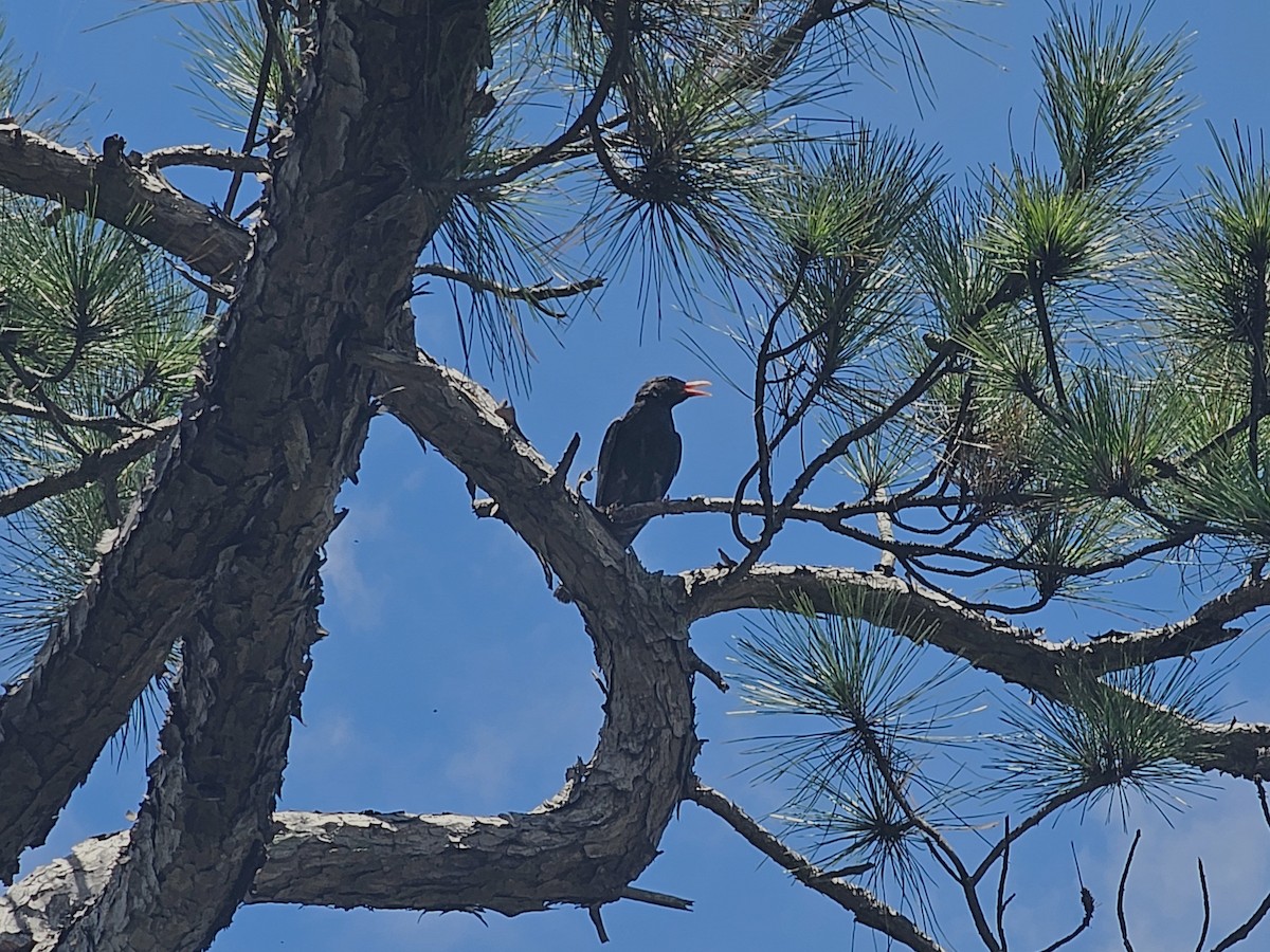 Javan Myna - ML638220834