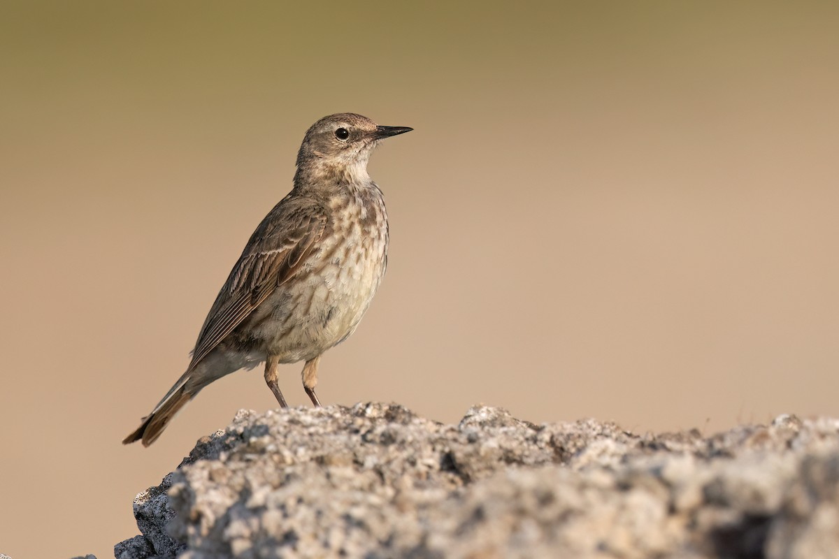 Rock Pipit (Western) - ML638220856