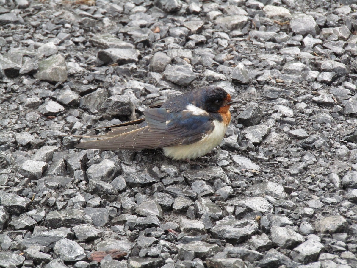 Barn Swallow - ML638220862
