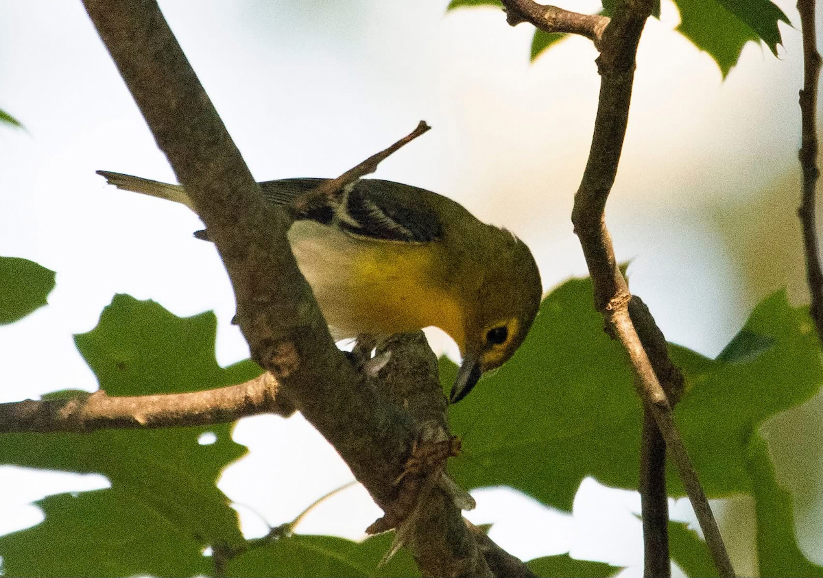 Sarı Gerdanlı Vireo - ML638220863