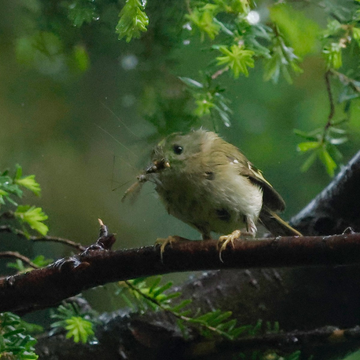 Goldcrest - ML638220877
