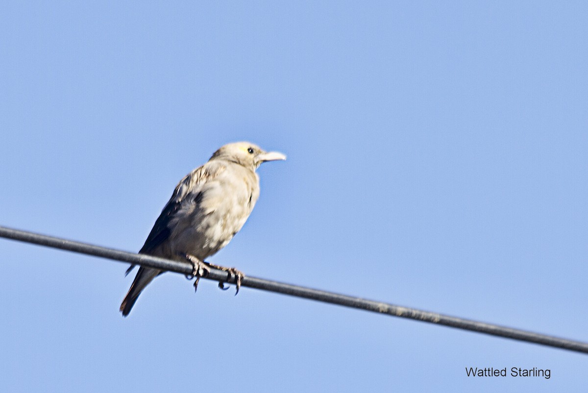 Wattled Starling - ML638220878
