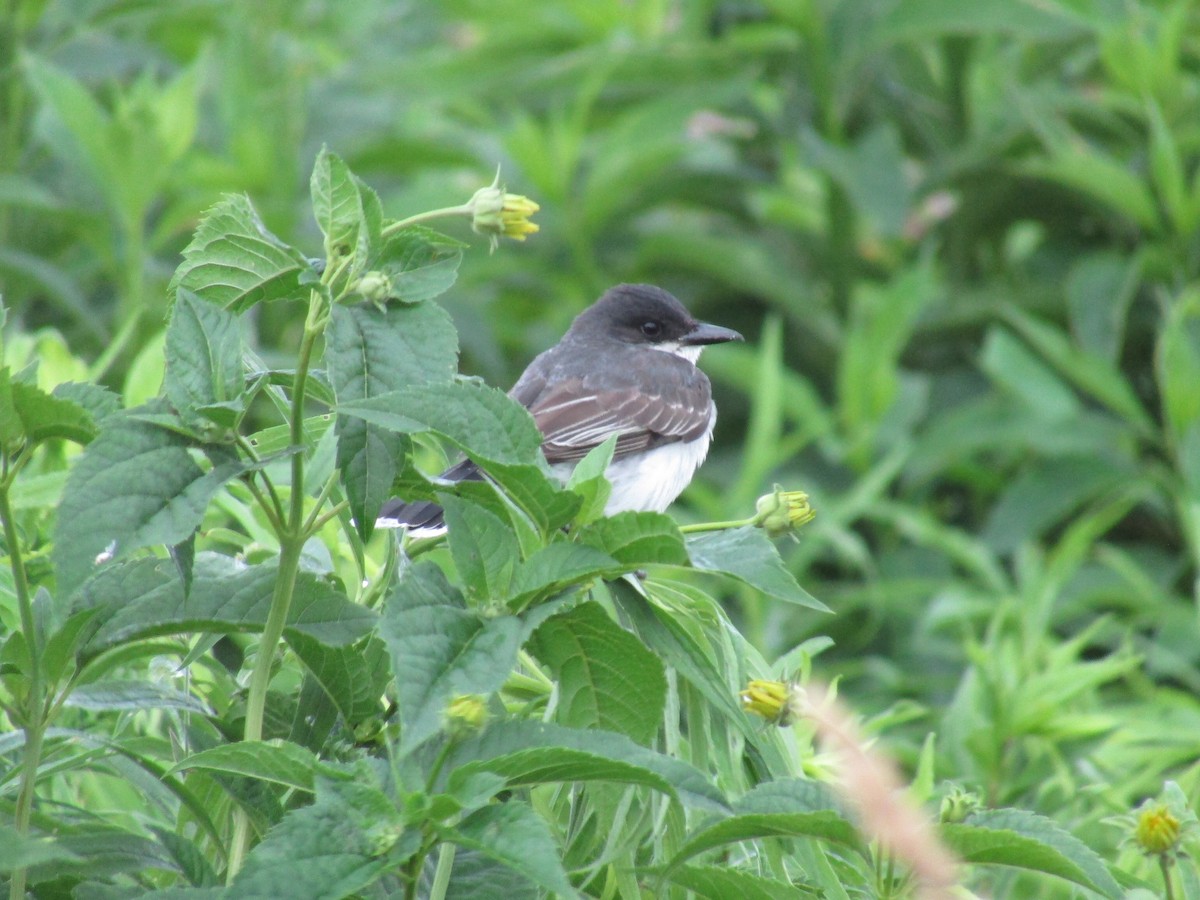 Eastern Kingbird - ML638220888