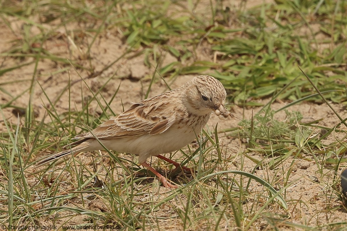 Asian Short-toed Lark - ML638220890