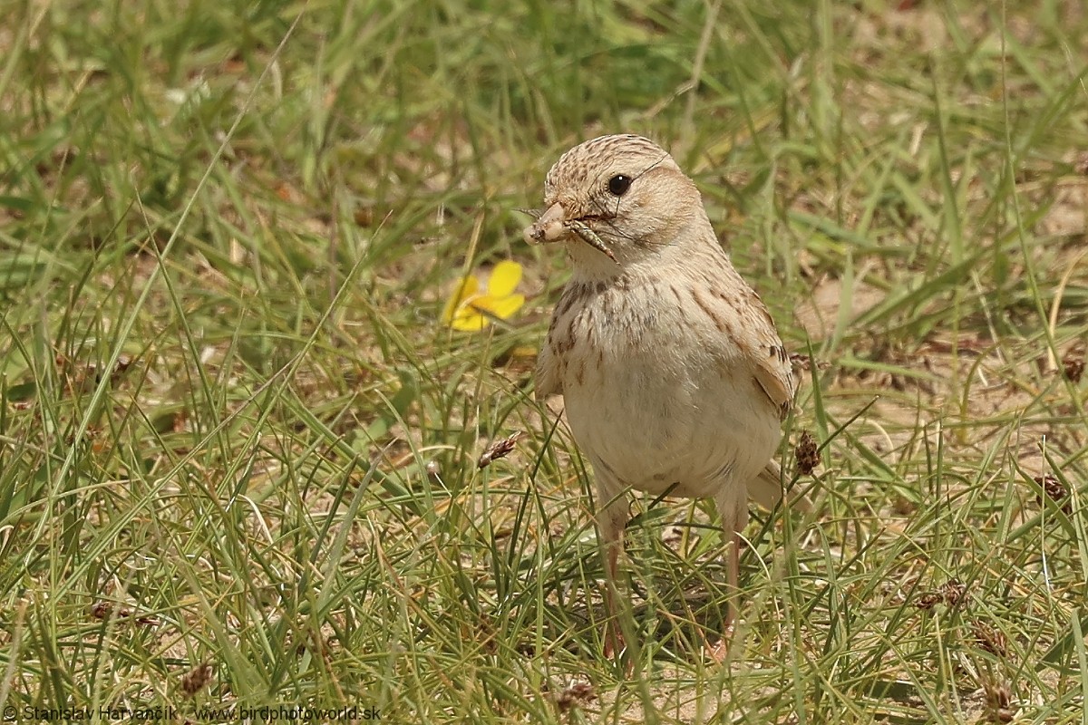 Asian Short-toed Lark - ML638220891