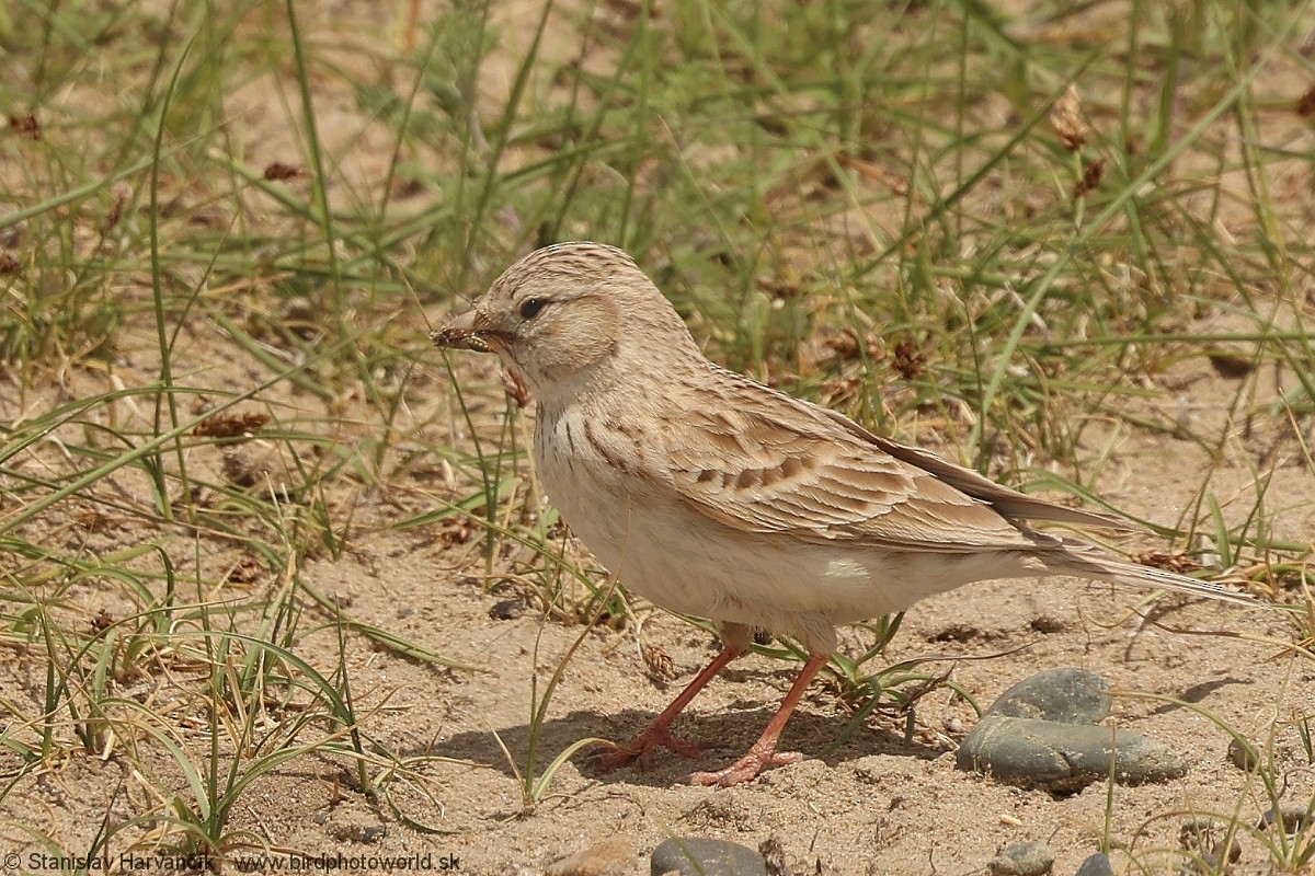 Asian Short-toed Lark - ML638220892