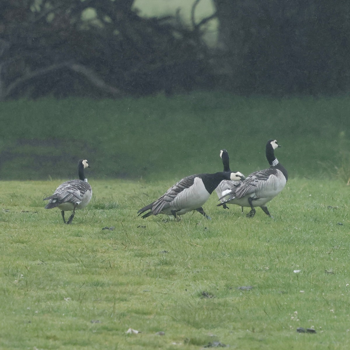 Barnacle Goose - ML638220894