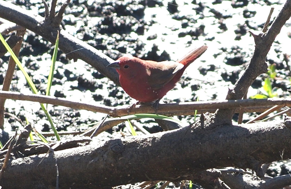 Jameson's Firefinch - ML638220901