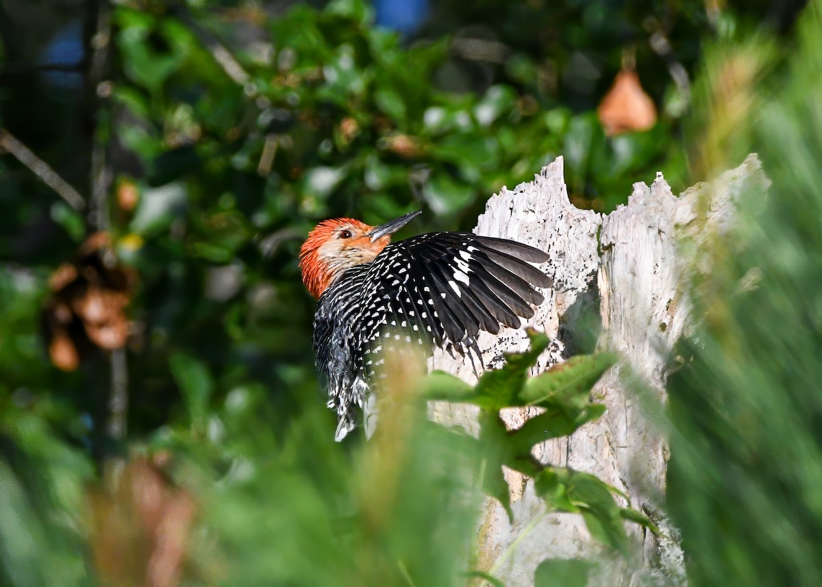 Red-bellied Woodpecker - ML638220902