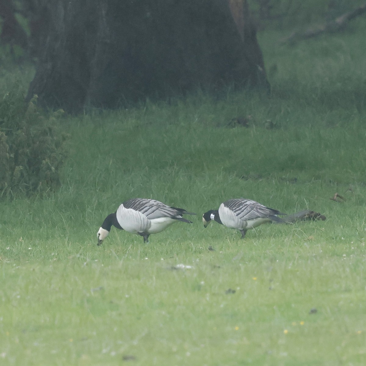 Barnacle Goose - ML638220903