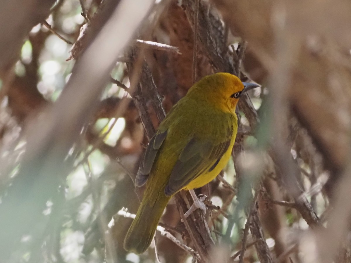 Spectacled Weaver - ML638220945