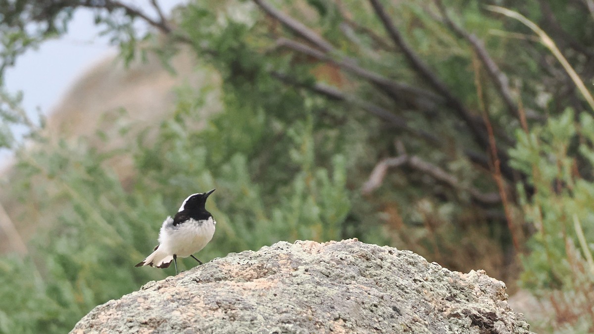 Pied Wheatear - ML638220954