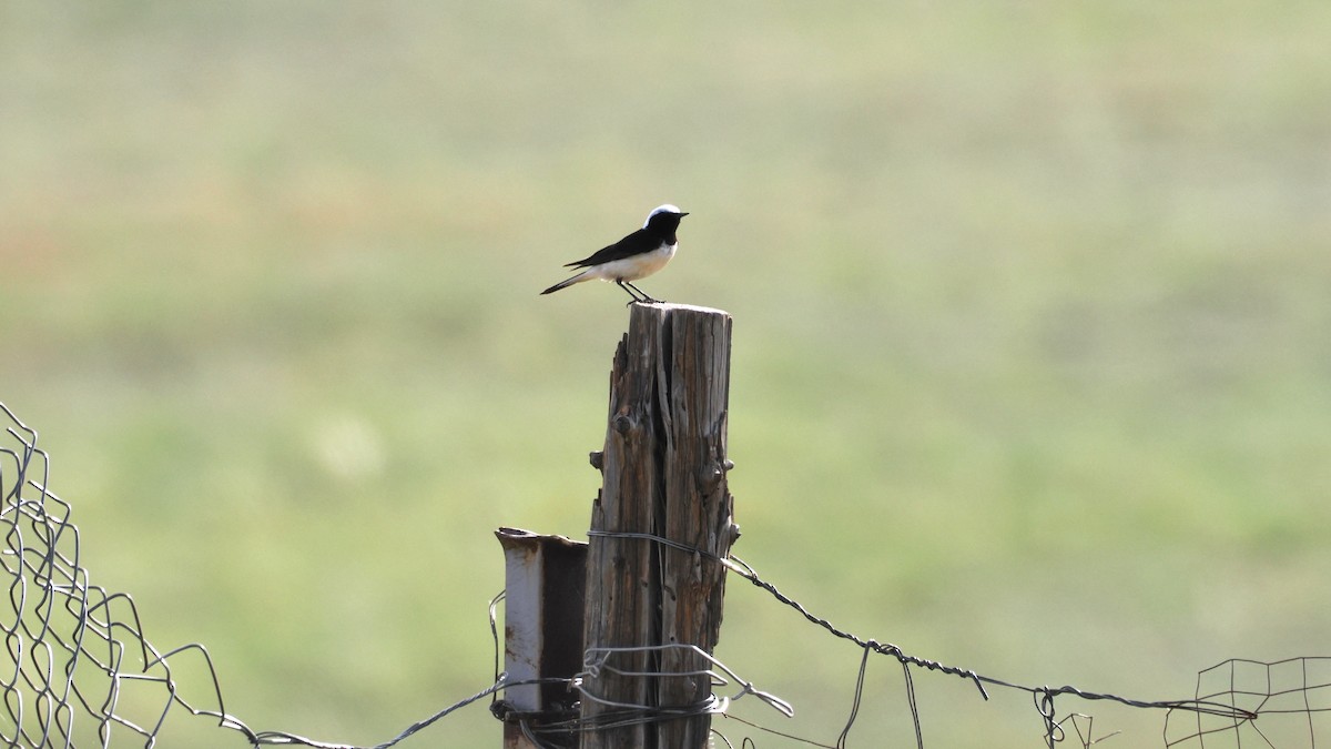 Pied Wheatear - ML638220955
