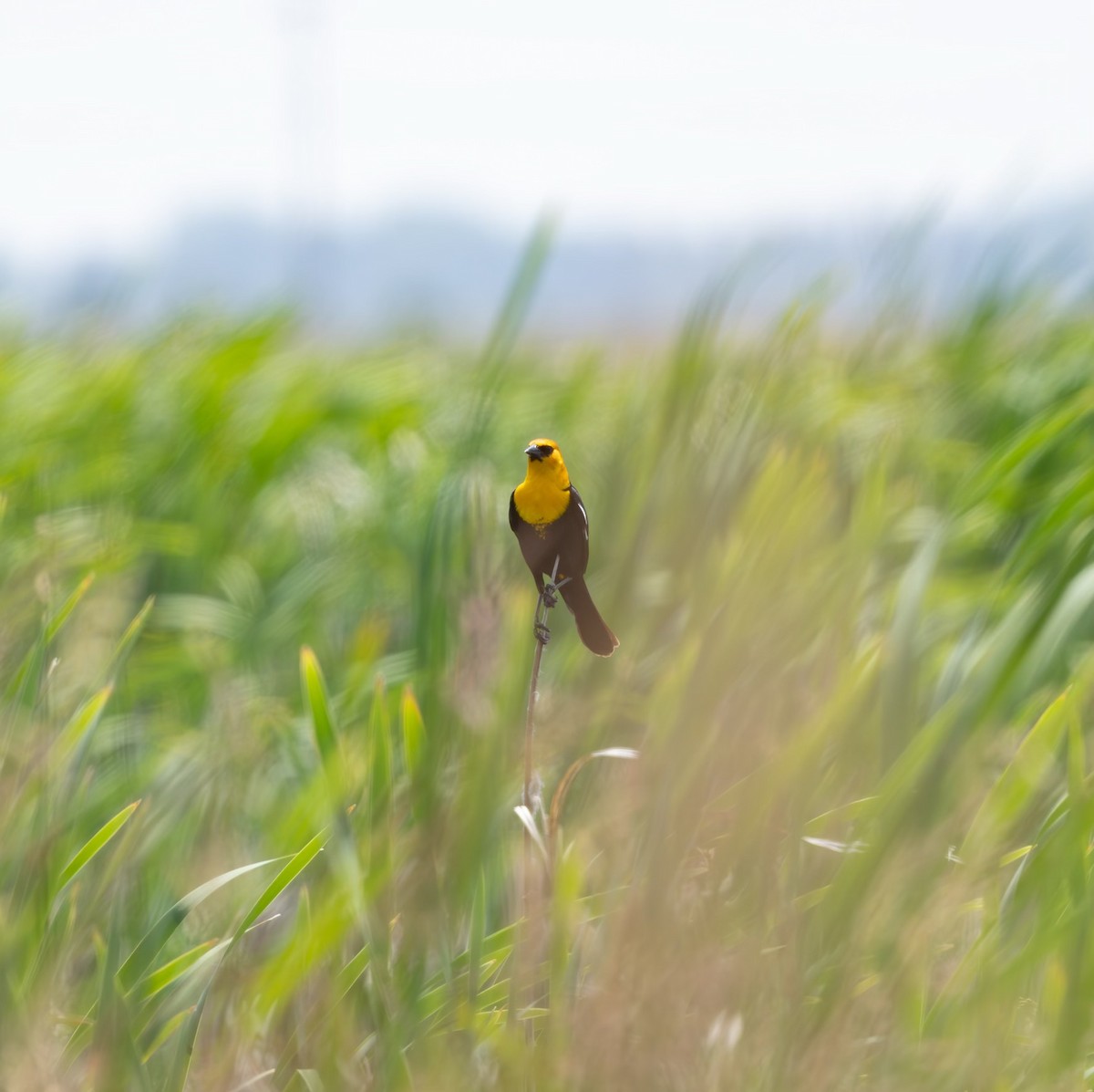 Yellow-headed Blackbird - ML638220958