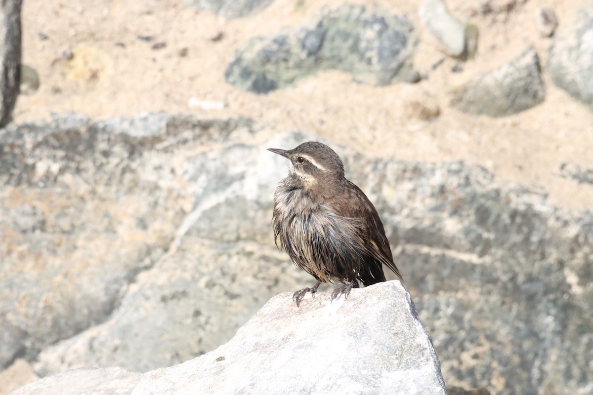 Buff-winged Cinclodes - ML638220969