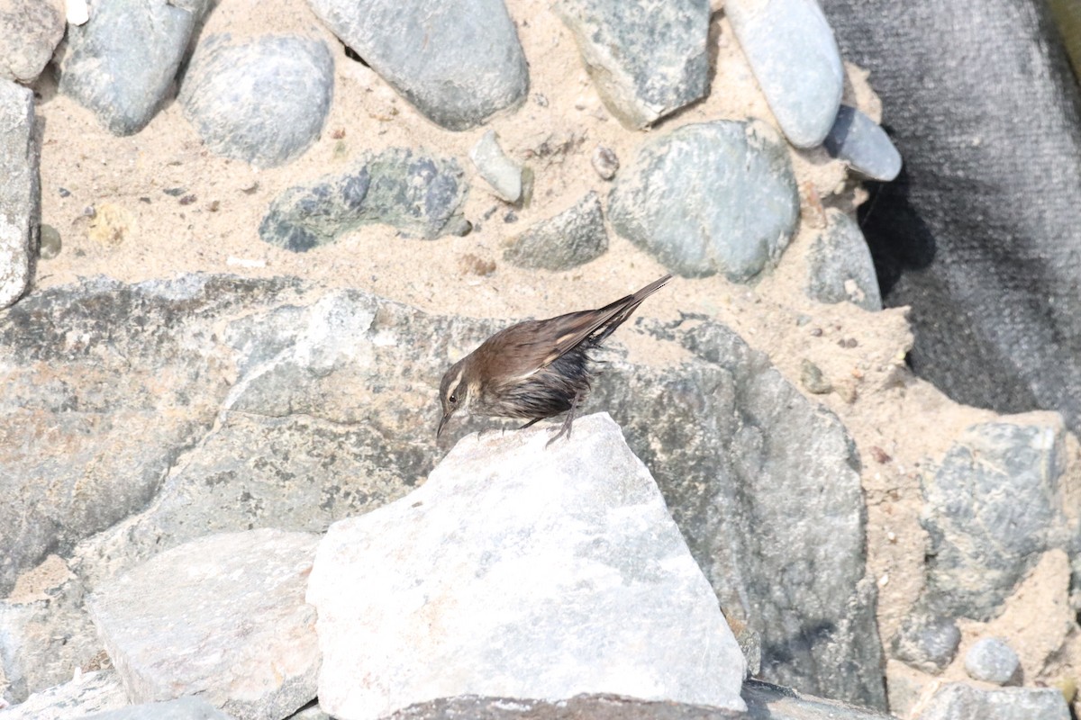 Buff-winged Cinclodes - ML638220970
